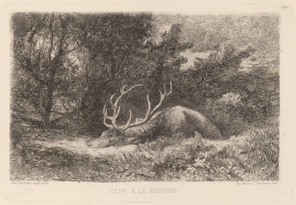 Cerf a la Reposee. [Resting stag].