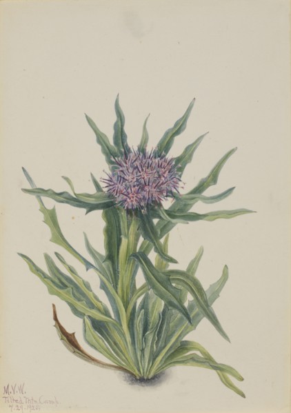 Saussurea (Saussurea densa), 1925.