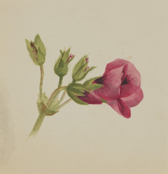 (Untitled--Flower Study), ca. 1876.