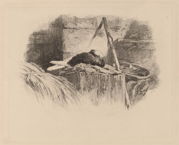 Pigeon sur un nid. [Pigeon on nest].