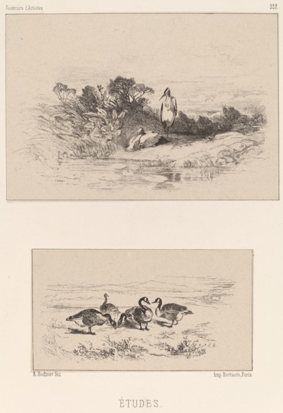 Etudes. [Studies - herons and geese].
