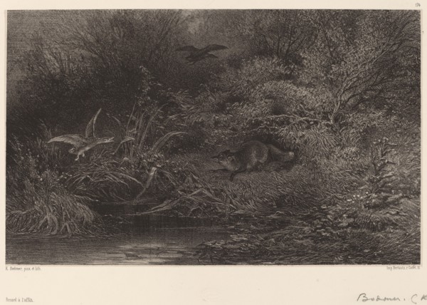 Renard à l'affût. [Fox lying in wait].