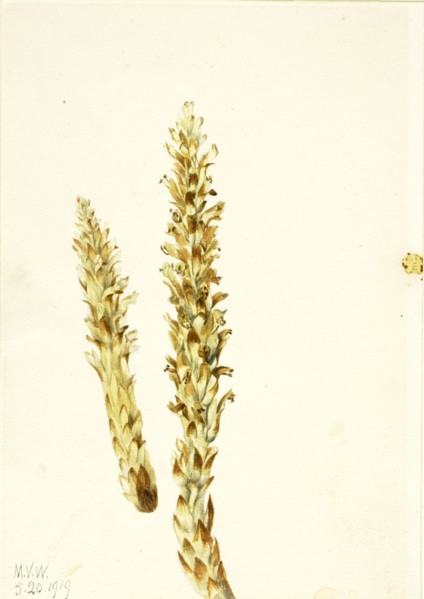 Squawroot (Conopholis americana), 1919.