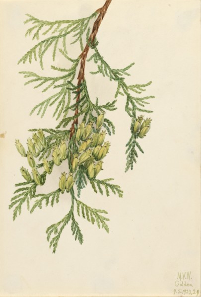 Giant Arborvitae (Thuja plicata), 1923.