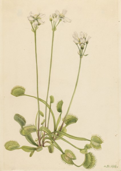 Venus Flytrap (Dionaea muscipula), 1918.