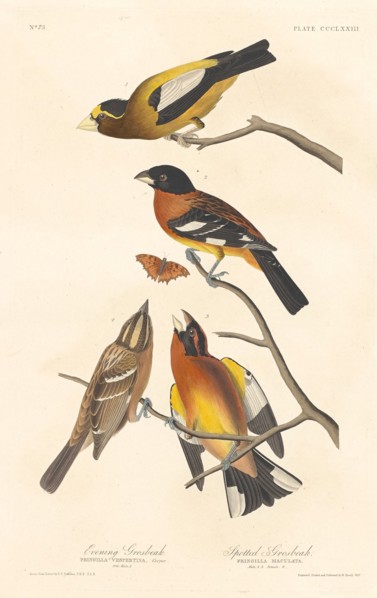 Evening Grosbeak and Spotted Grosbeak, 1837.