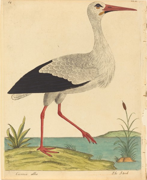 The Stork (Ciconia Alba), published 1731/1738.