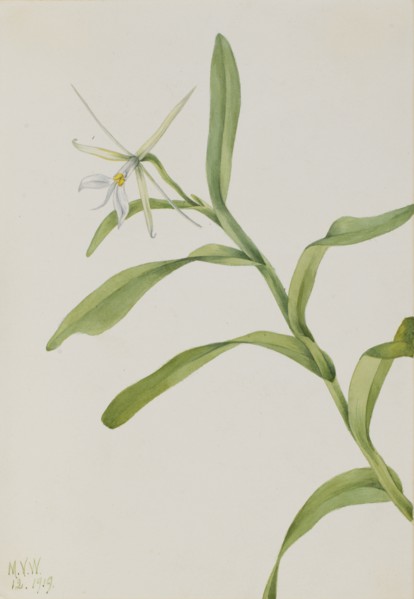 White Epidendrum (Epidendrum nocturnum), 1919.