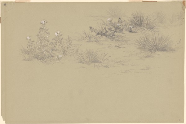 Flowering Bush and Desert Plants, 19th century.