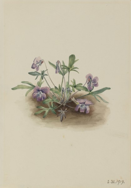 Southern Coast Violet (Viola septemloba), 1919.