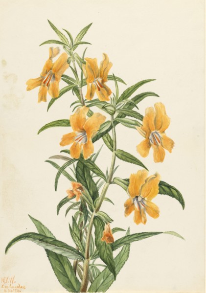 Buff Monkeyflower (Diplacus longiflorus), 1926.