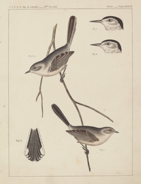 Birds - U.S.P.R.R. Exp. & Surveys, 35th Parallel.