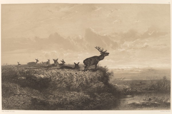 Le Matin. Cerf et Biches. [Morning. Stag and Does].