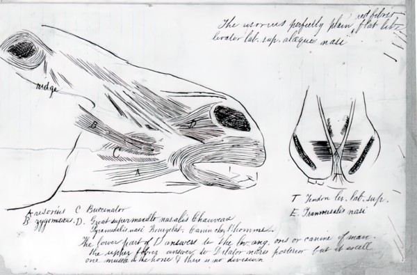 (Untitled) (Anatomical Study Of Horse's Head), 1878.