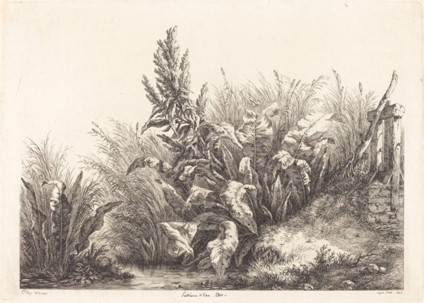 Patience d'eau, étude (Study of a Patience-Dock), 1840.