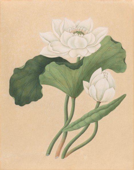 East Indian Lotus (Nelumbo nucifera), late 19th century.