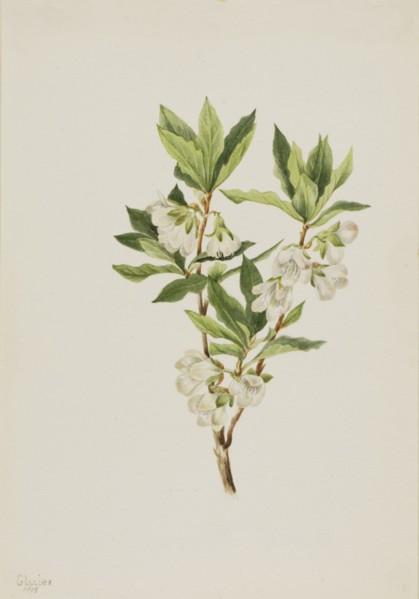 Rocky Mountain Rhododendron (Rhododendron albiflorum), 1901.