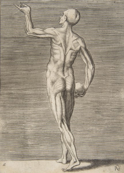 Man seen from the Back, holding a Skull in his right Hand, 16th century.