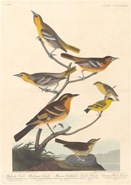 Bullock's Oriole, Baltimore Oriole, Mexican Goldfinch and Varied Thrush, 1838.