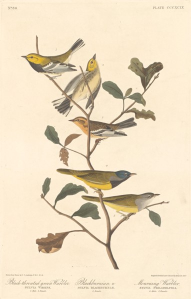 Black-throated Green Warbler, Blackburnian Warbler and Mourning Warbler, 1837.