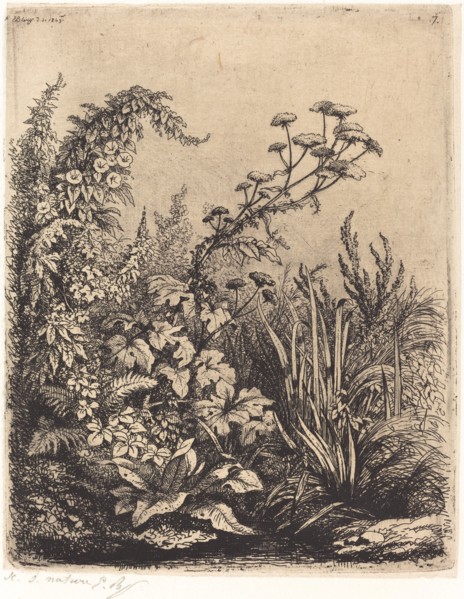 La petite berle aux liserons (Small Water-parsnip with Bindweed), published 1849.