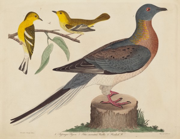 Passenger Pigeon, Blue-mountain Warbler, and Hemlock Warbler, published 1808-1814.