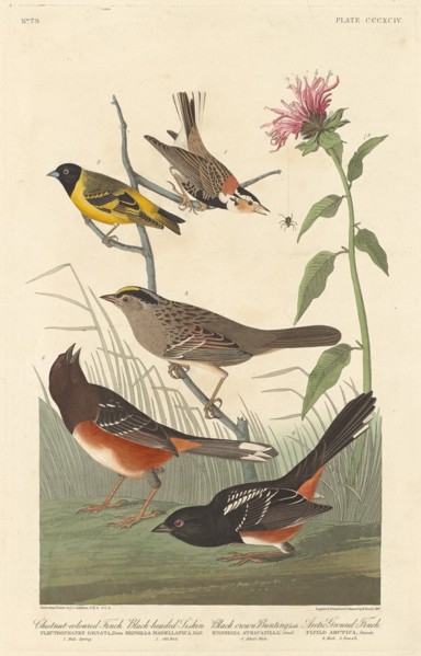 Chestnut-colored Finch, Black-headed Siskin, Black Crown Bunting and Arctic Ground Finch, 1837. Creator: Robert Havell.