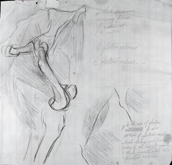 Anatomical Drawing, c. 1878. Creator: Thomas Eakins.