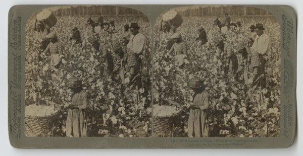 Cotton is King - Plantation Scene, Georgia, 1895. Creator: Strohmeyer & Wyman.