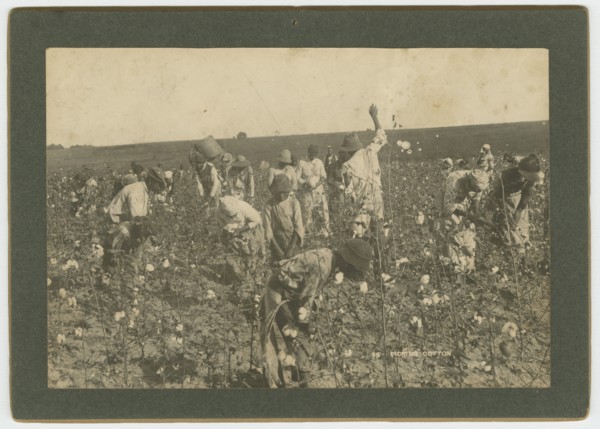 No. 86, Picking Cotton, ca. 1895. Creator: A. W. Möller.