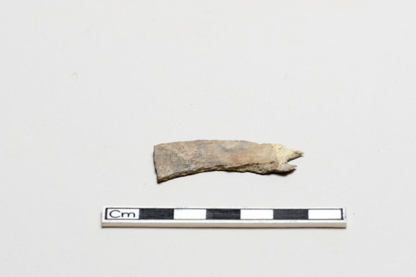 Oracle bone, inscribed, Shang dynasty, ca. 1600 - ca. 1050 BCE. Creator: Unknown.