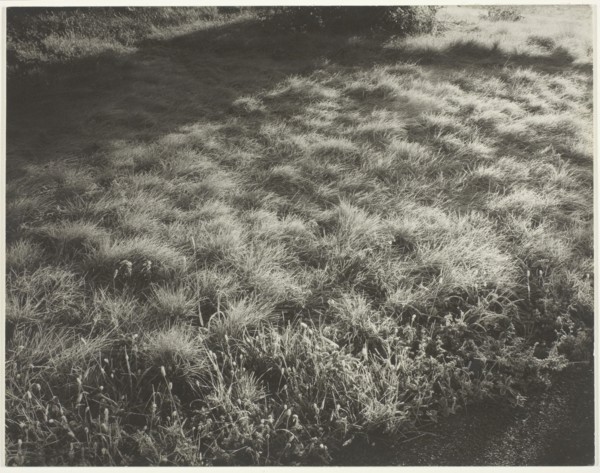 Grass and Frost, 1934. Creator: Alfred Stieglitz.