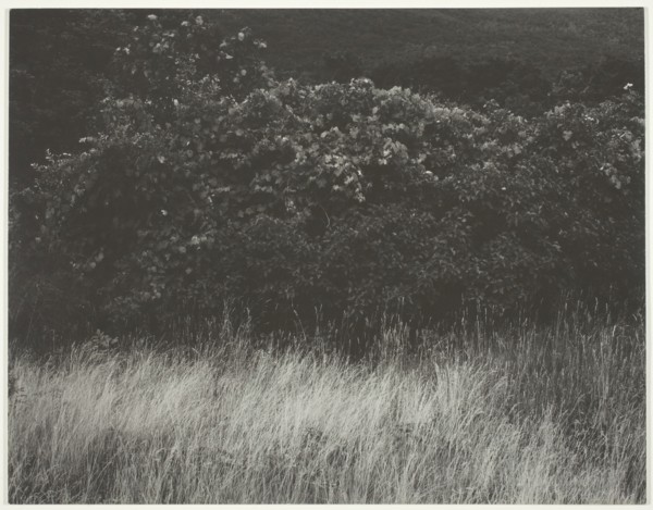 Hedge and Grasses - Lake George, 1933. Creator: Alfred Stieglitz.