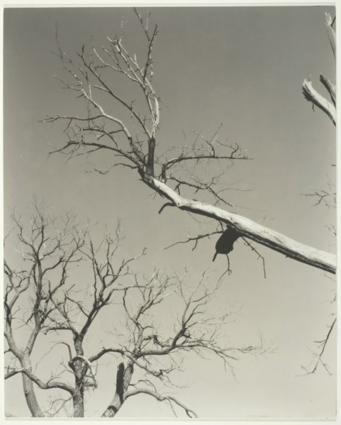 The Dying Chestnut Tree—My Teacher, 1927. Creator: Alfred Stieglitz.