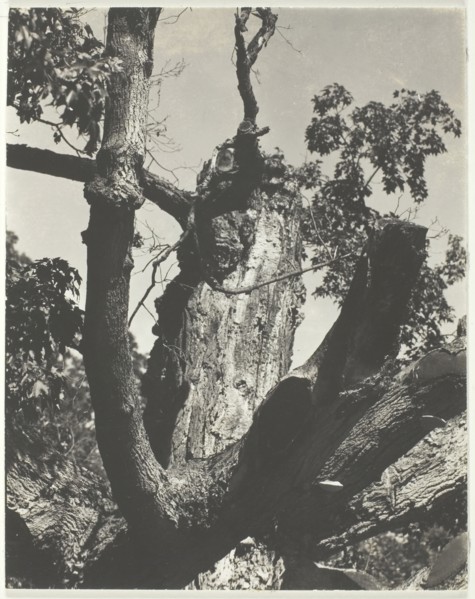 The Old Maple - Lake George, 1926. Creator: Alfred Stieglitz.
