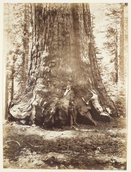 Section of the Grizzly Giant with Galen Clark, Mariposa Grove, Yosemite, 1865/66. Creator: Carleton Emmons Watkins.