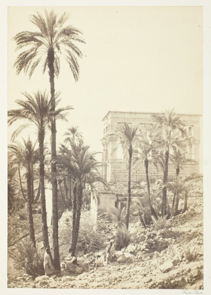 Group of Palms, 1858/62. Creator: Francis Frith.
