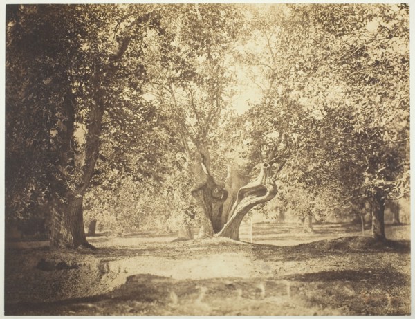 Tree, Forest of Fontainebleau, c. 1856. Creator: Gustave Le Gray.