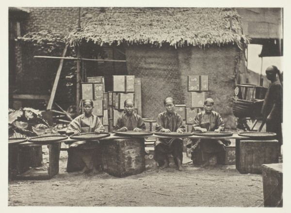 Tea-Picking in Canton, c. 1868. Creator: John Thomson.
