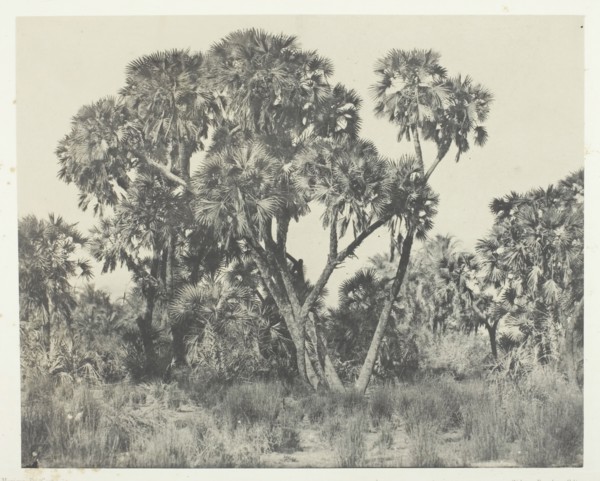 Palmiers Doums, Haute-Egypte, 1849/51, printed 1852. Creator: Maxime du Camp.