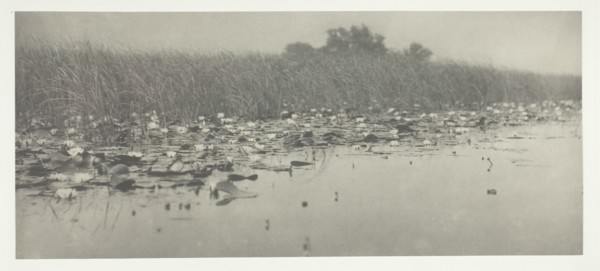 Water-Lilies, 1886. Creator: Peter Henry Emerson.