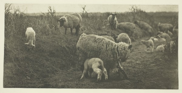 A March Pastoral (Suffolk), c. 1883/87, printed 1888. Creator: Peter Henry Emerson.