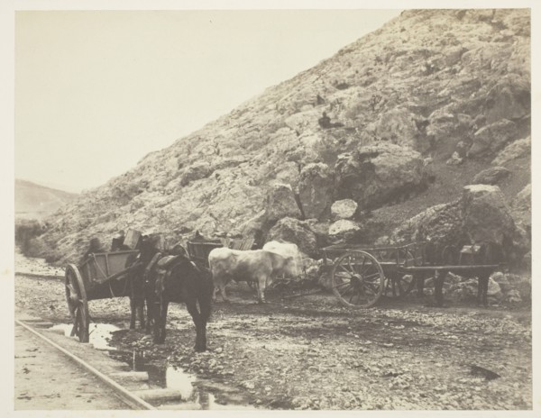 Cattle and Carts, leaving Balaklava, 1855. Creator: Roger Fenton.