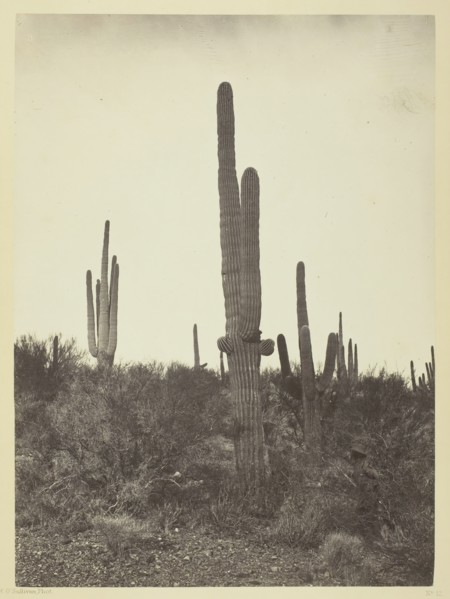 Cereus giganteus, Arizona, 1871. Creator: Tim O'Sullivan.