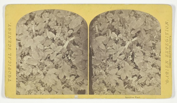 Sensitive Plant, 1870. Creator: Tim O'Sullivan.