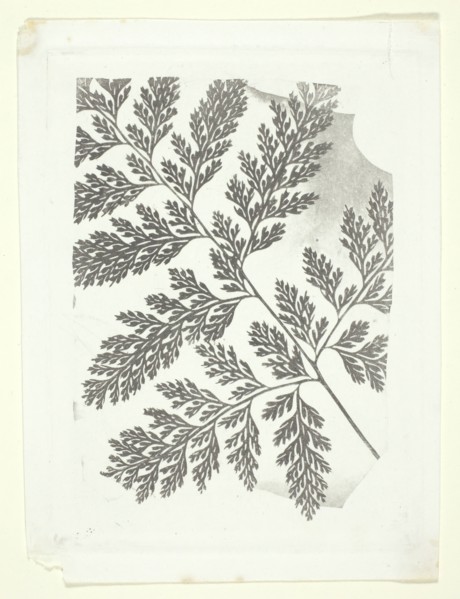 Branch of a Fern, c. 1853/58. Creator: William Henry Fox Talbot.