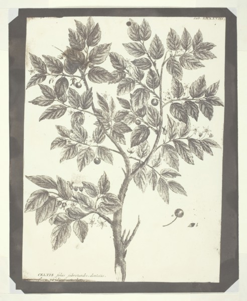 Copy of Botanical Engraving of "Celtis", 1840/45. Creator: William Henry Fox Talbot.