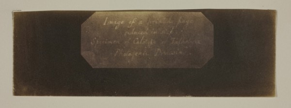 Specimen of Calotype of Talbotype, Photogenic Drawing [label], c. 1840/41. Creator: William Henry Fox Talbot.