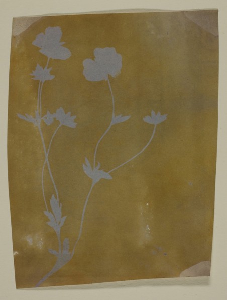 Stem of Leaves and Flowers, c. 1835/37. Creator: William Henry Fox Talbot.