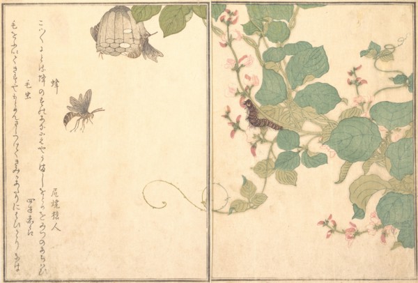 Paper Wasp (Hachi); Hairy Caterpillar (Kemushi)..., 1788. Creator: Kitagawa Utamaro.